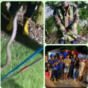 Damkarmat UPT Pamengpeuk Garut Tangkap Ular King Cobra 3 Meter di Rumah Warga Cibalong