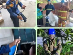 Siaga Saat Cuaca Panas, Disdamkar Garut Evakuasi Lima Ular Termasuk Dua King Kobra